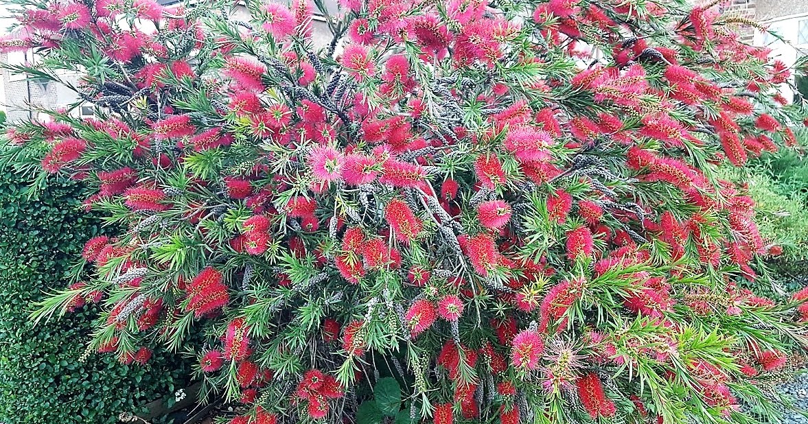 WHEN AND HOW TO PRUNE BACK BOTTLEBRUSH PLANTS The Garden of Eaden