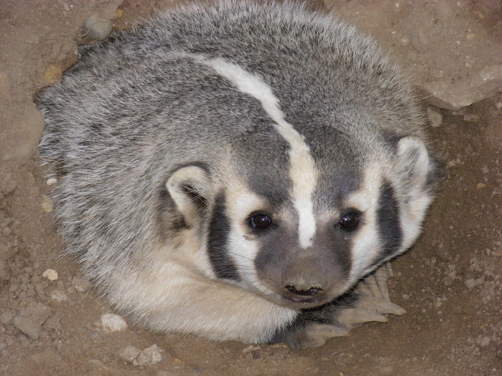 Bornean Ferret-Badger facts, lifespan, traits, fur, habitat, breeding, range, diet, adaptation, predators, threats, prey, ecological role