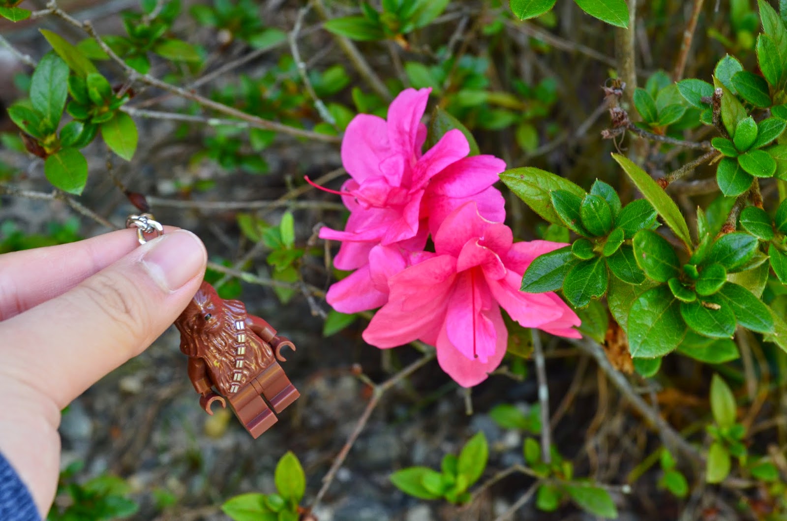 AP Bio Biological Collection Photo Blog 2. Anther and