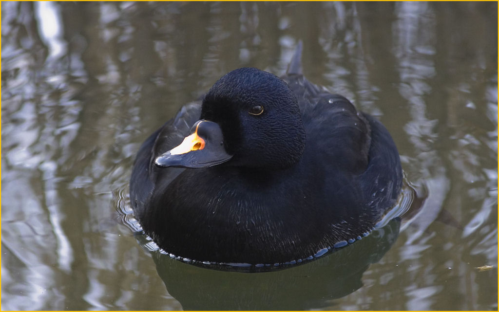 MONTS CORNWALL/KERNOW COMMON SCOTER AT SWANPOOL