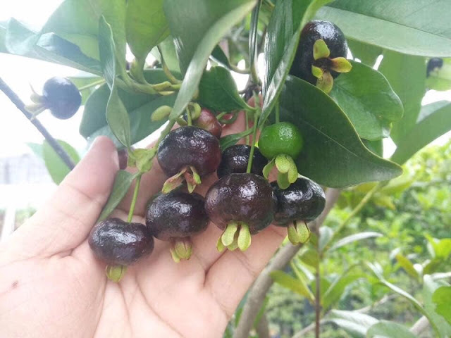 Cherry Brazil loaị cây thích hợp trồng nhiệt đới 10bfe93d8e7c6b22326d