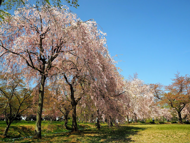 羊山公園　桜