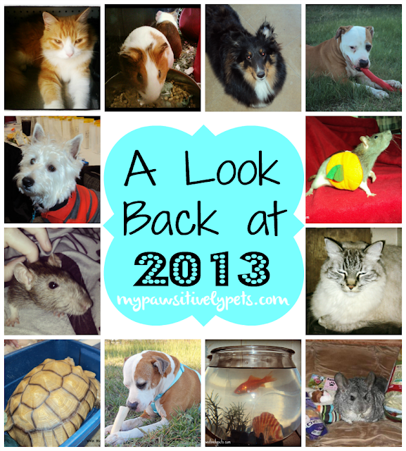A Pawsitively Perfect Year
