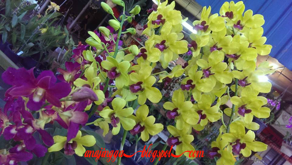  Bunga  Orkid  Yang  Cantik  anajingga