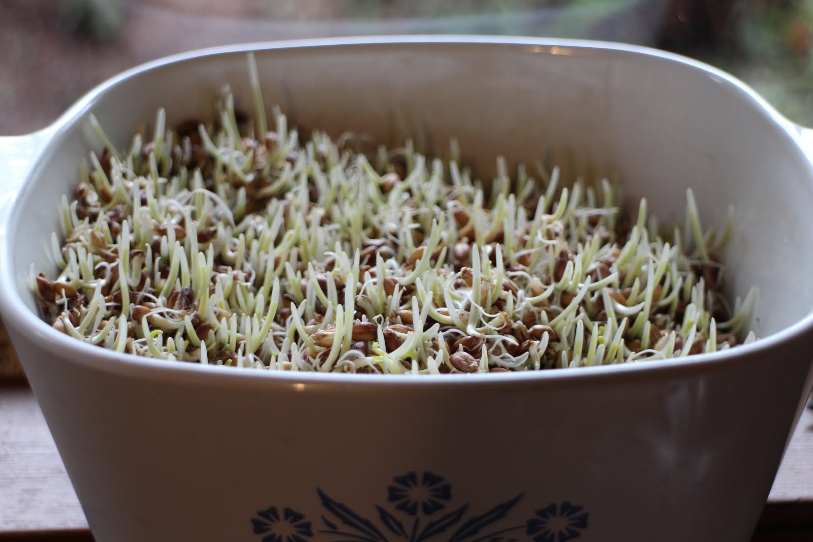 sprouting seeds