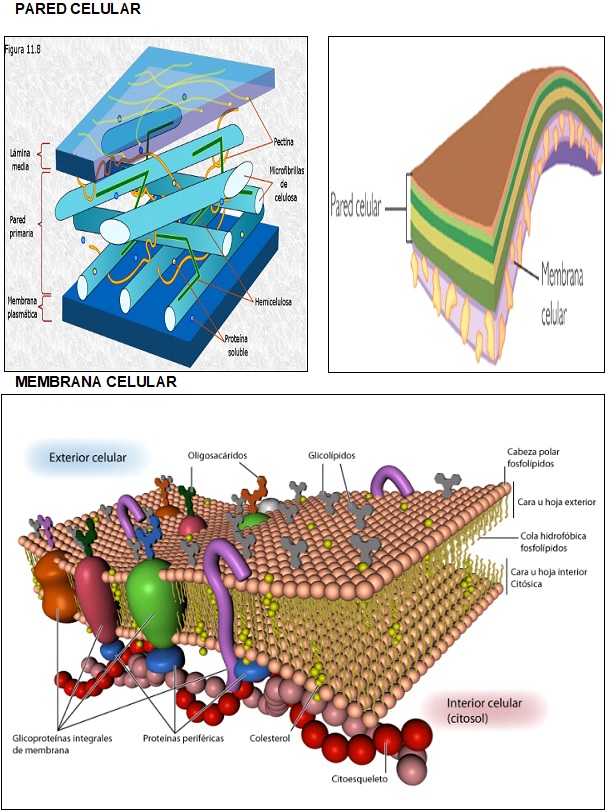 Pared Y Membrana Celular