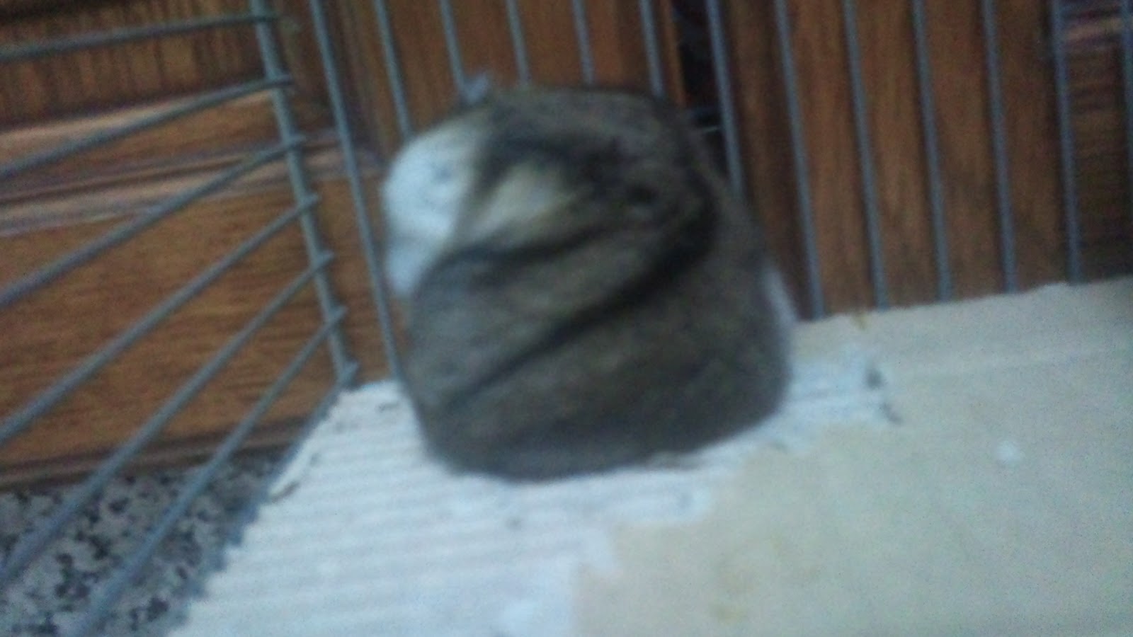 Mi Hamster No Sale De Su Casa