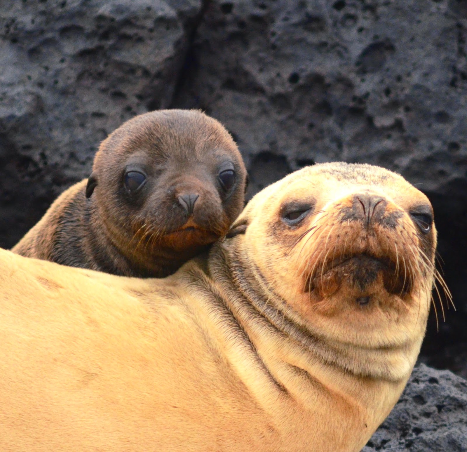 South Plaza Galapagos