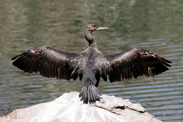 Great Cormorant drying up its wings after a dip in the water Great Cormorant drying up its wings after a dip in the water