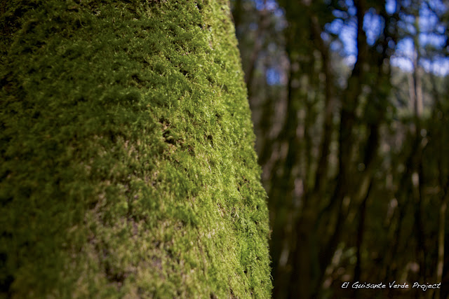 Ruta circular al monte Buciero - Santoña, por El Guisante Verde Project