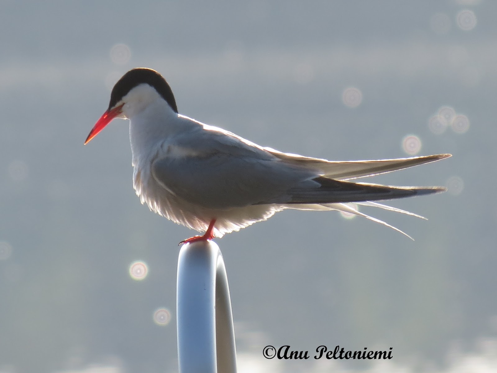 Lintuilua - Birding: Tiira