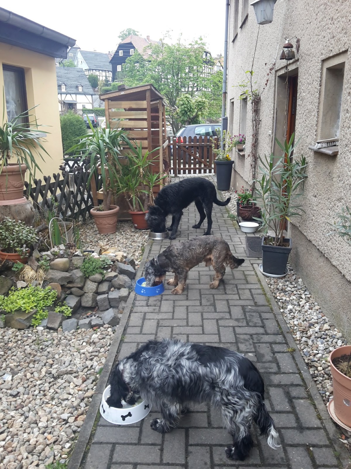 Oma mit Hund Aufstellen es ist Futterzeit