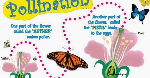 Rofiqotul Khasanah The Elixir of Love Polinasi