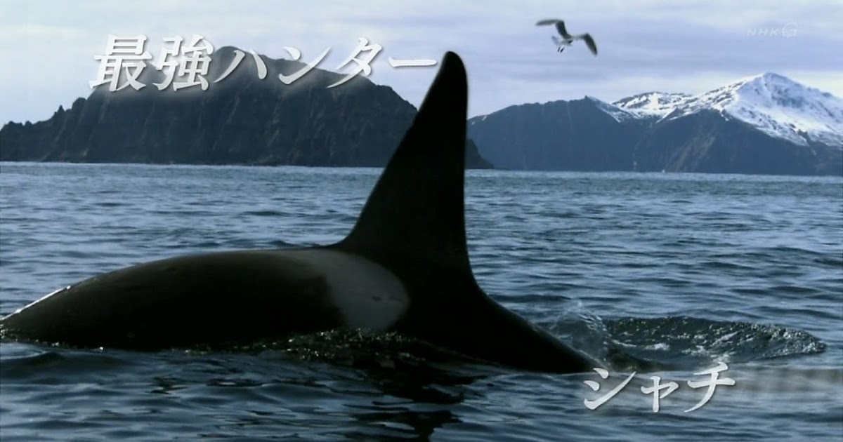 視・読・聴〕: NHKスペシャル「大海原の決闘! クジラ対シャチ」