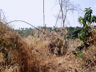 Plant Fields View With Bamboo Trees Are Cut Down At Banjar Kuwum, Ringdikit, North Bali, Indonesia