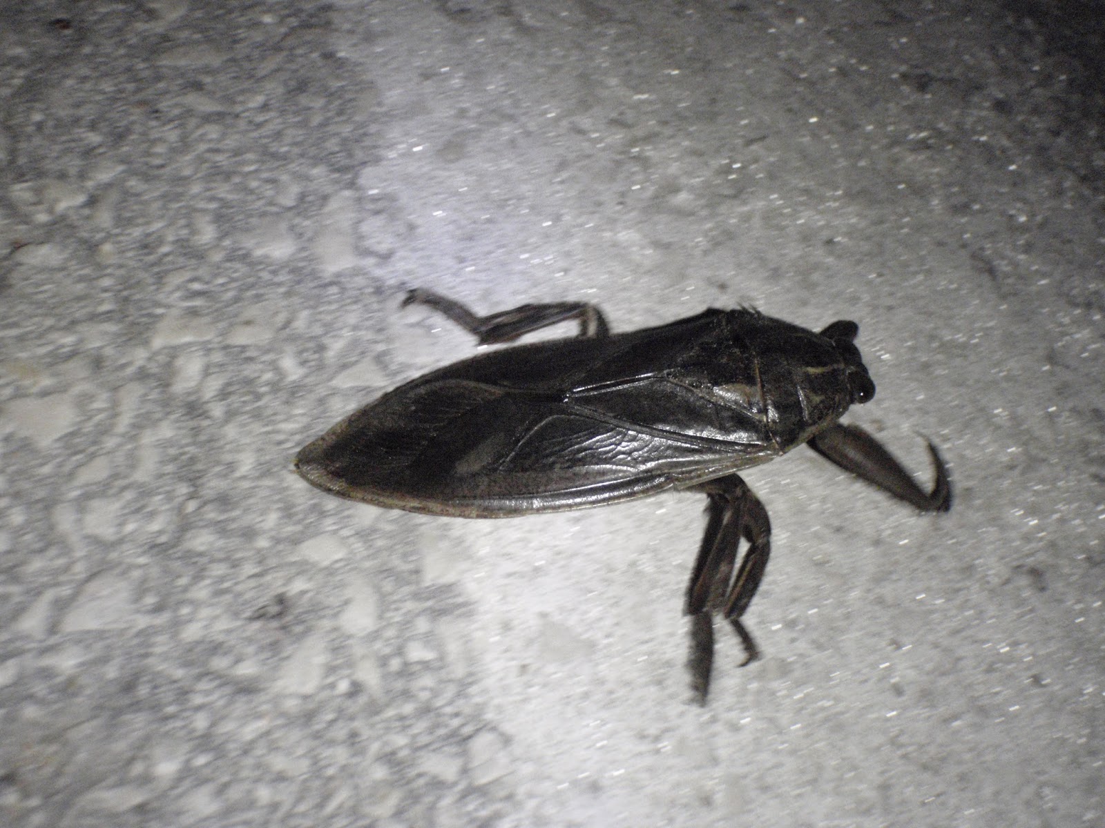 Athens Nature Journal: Anyone seen a giant water bug in Greece?