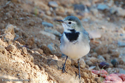 Cuereta blanca (Motacilla alba)