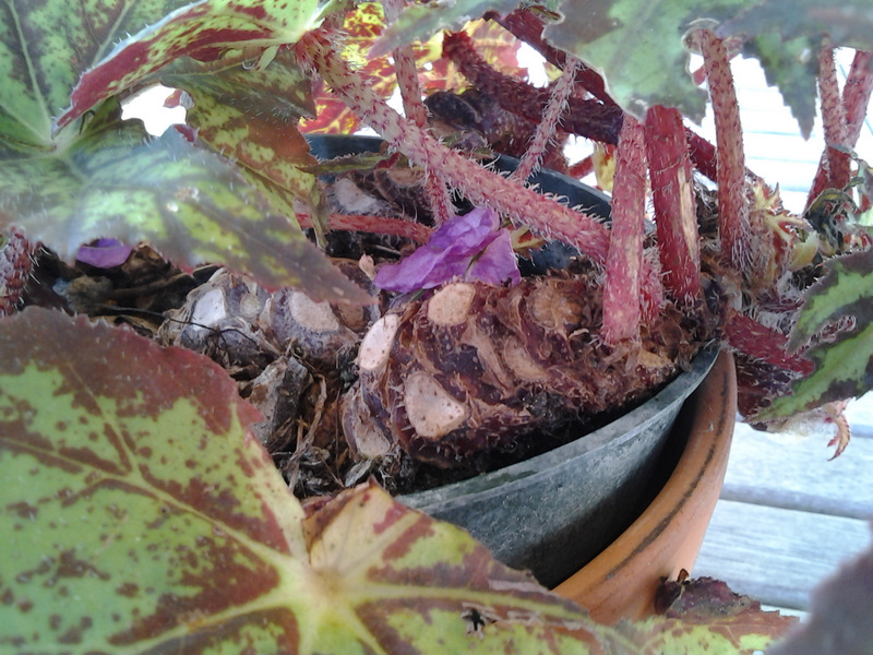 Gardening on my terrace Regarding rhizomatous begonias