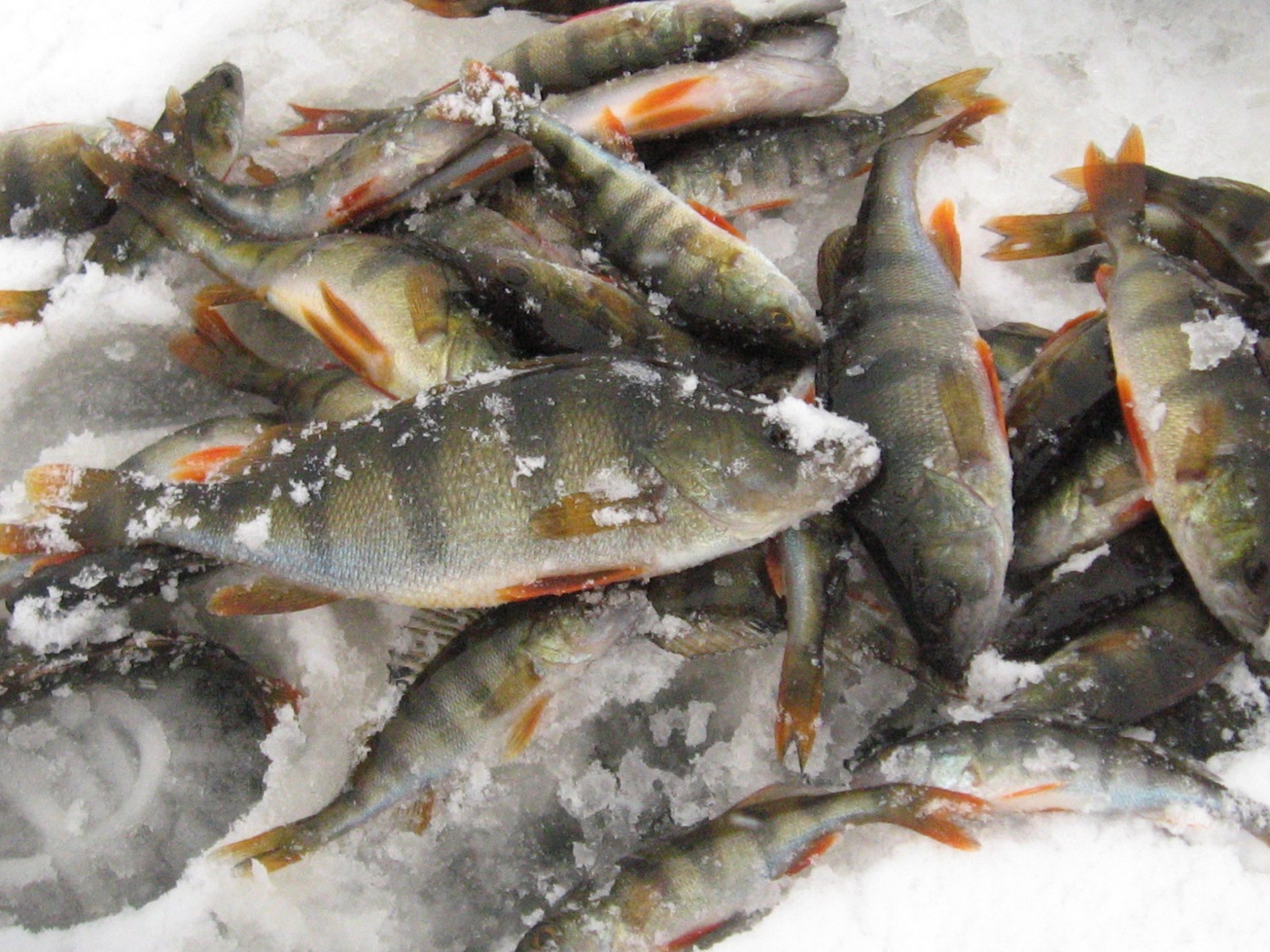 зимняя рыбалка на льду на окуня