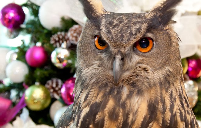 Welcome to Animal Cognizance: Merry Christmas from Animal Cognizance