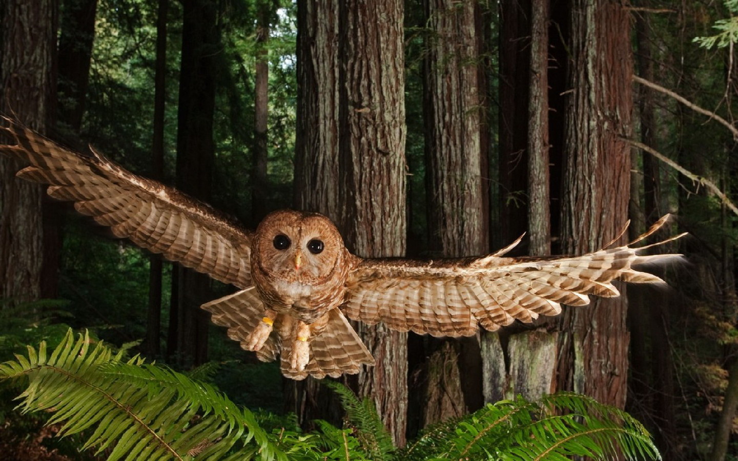 Owl Wallpapers | Animal Literature