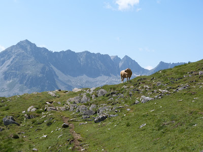 Vache dans les Pyrénées