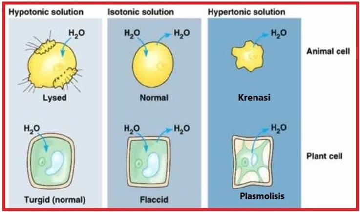 Mekanisme Transport Melalui MembranBiologi Keas XI IPA