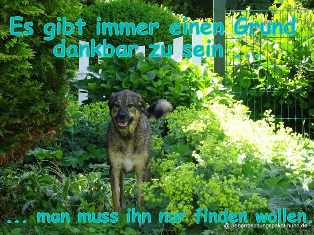 Überraschungspaket Hund ein Hundeblog der zeigt, wie unterschiedlich