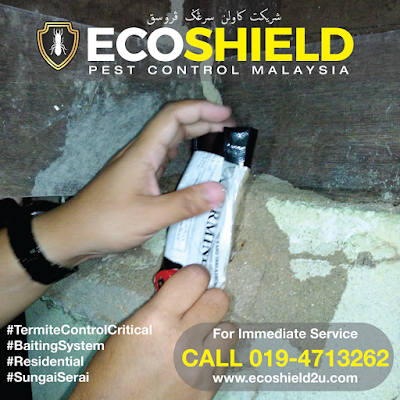 Termite Control : Pest Control Selangor Malaysia