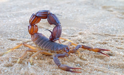 Menina de 4 anos morre após ser picada por escorpião no sudoeste da Bahia