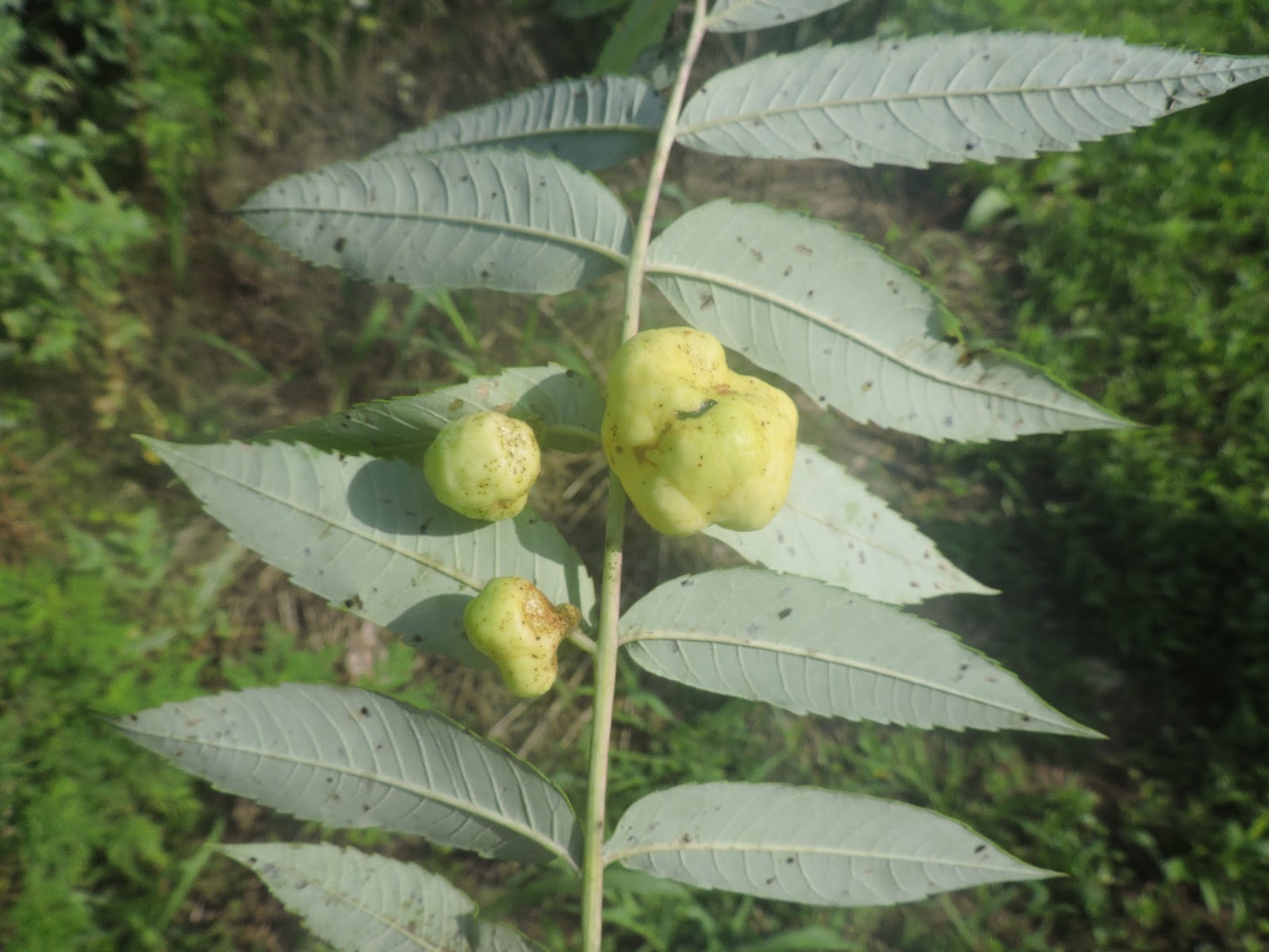 Springfield Plateau Sumac Gall