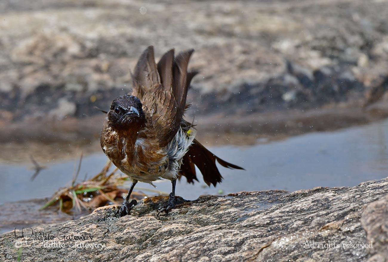 WILDLIFE GATEWAY Bulbul tricolore