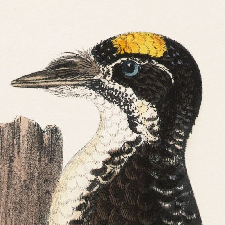 19th century illustration of Woodpecker's head