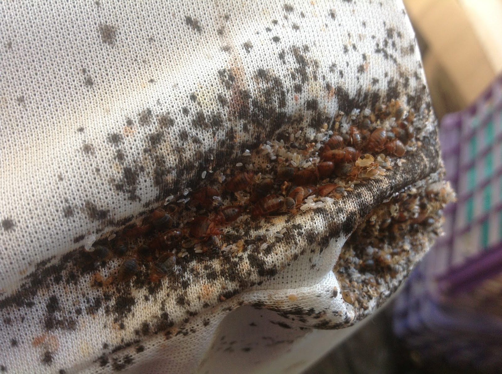Infestation of BedBugs