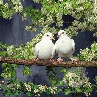  gambar  sepasang burung merpati putih