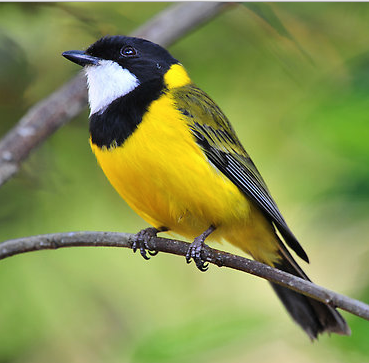 Rahasia Burung Yang Bisa Berbicara Seperti Manusia Ada Tanda
