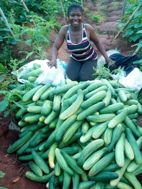  Nigerian lady, Mgbeke celebrates after a bountiful harvest; shows off large quantities of Cucumbers in her farm