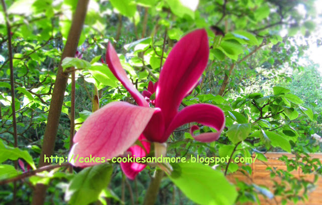 Violette Magnolie by Cakes Cookies and more