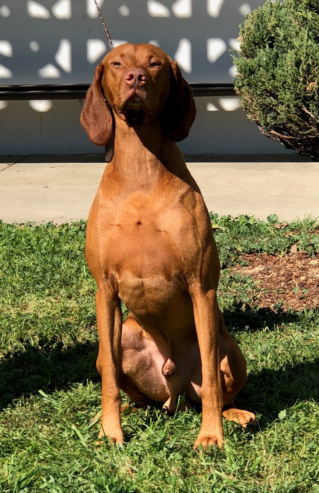 hrq vizslas