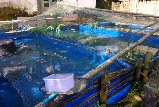 Teknik Membuat Kolam Terpal Kecil di Atas Tanah Bioflok Bahan Bambu