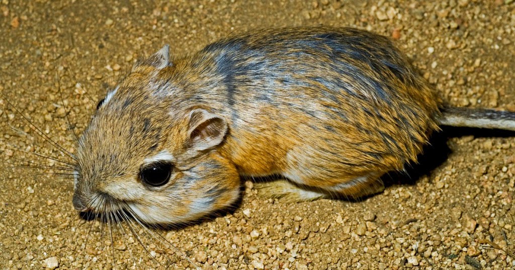como o camelo e o rato canguru conseguem viver com pouca água