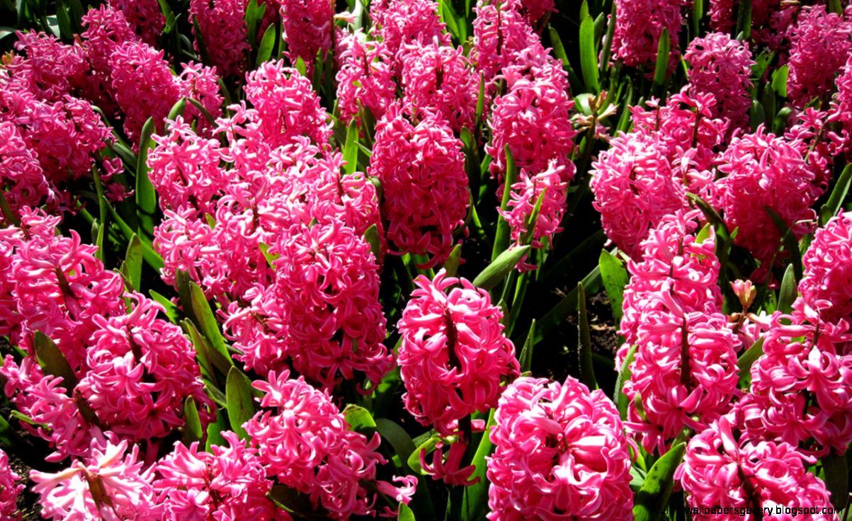 Pink Hyacinth 6892919
