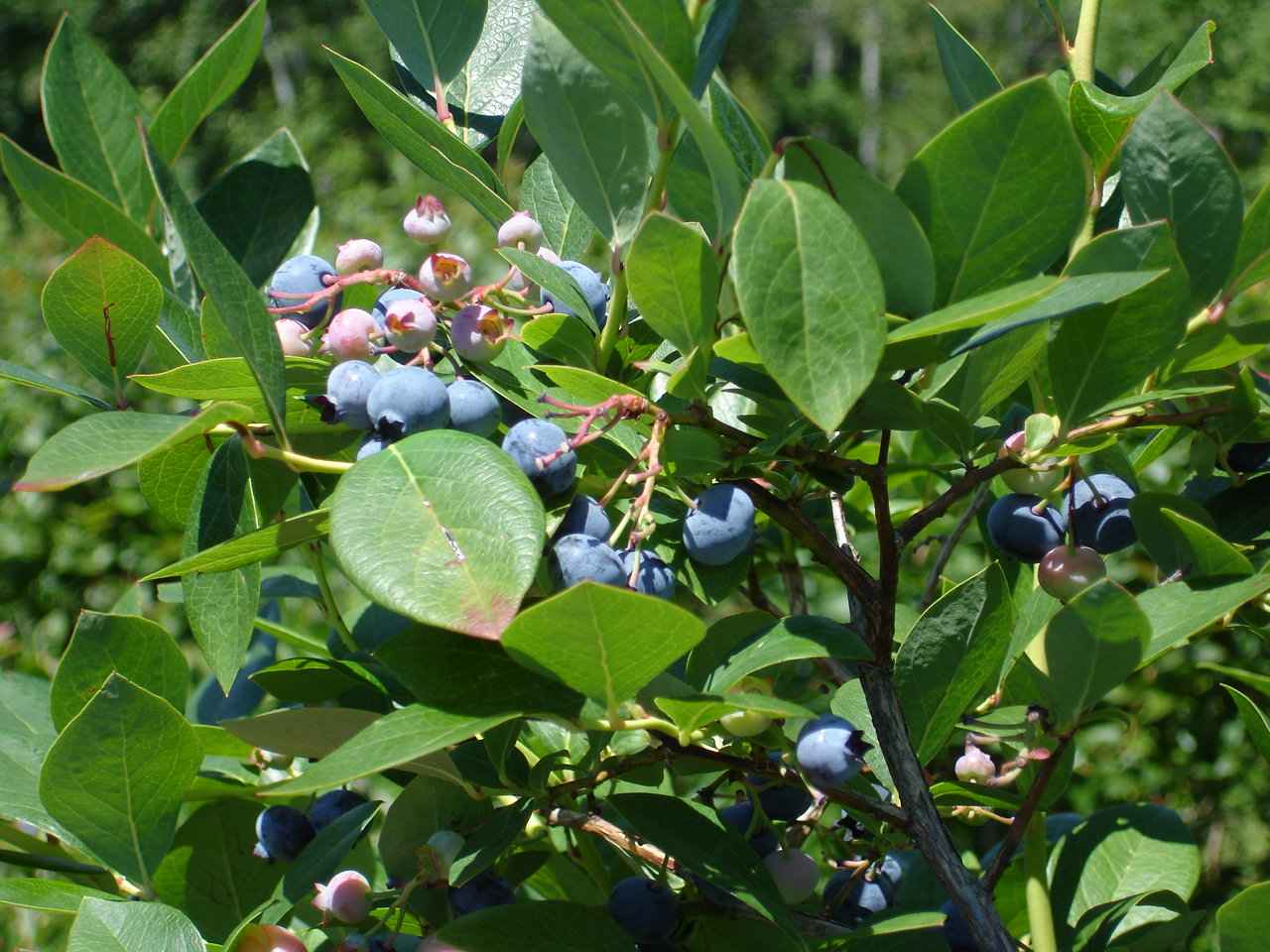 J and B and Lady Blue Cape Cod National Seashore