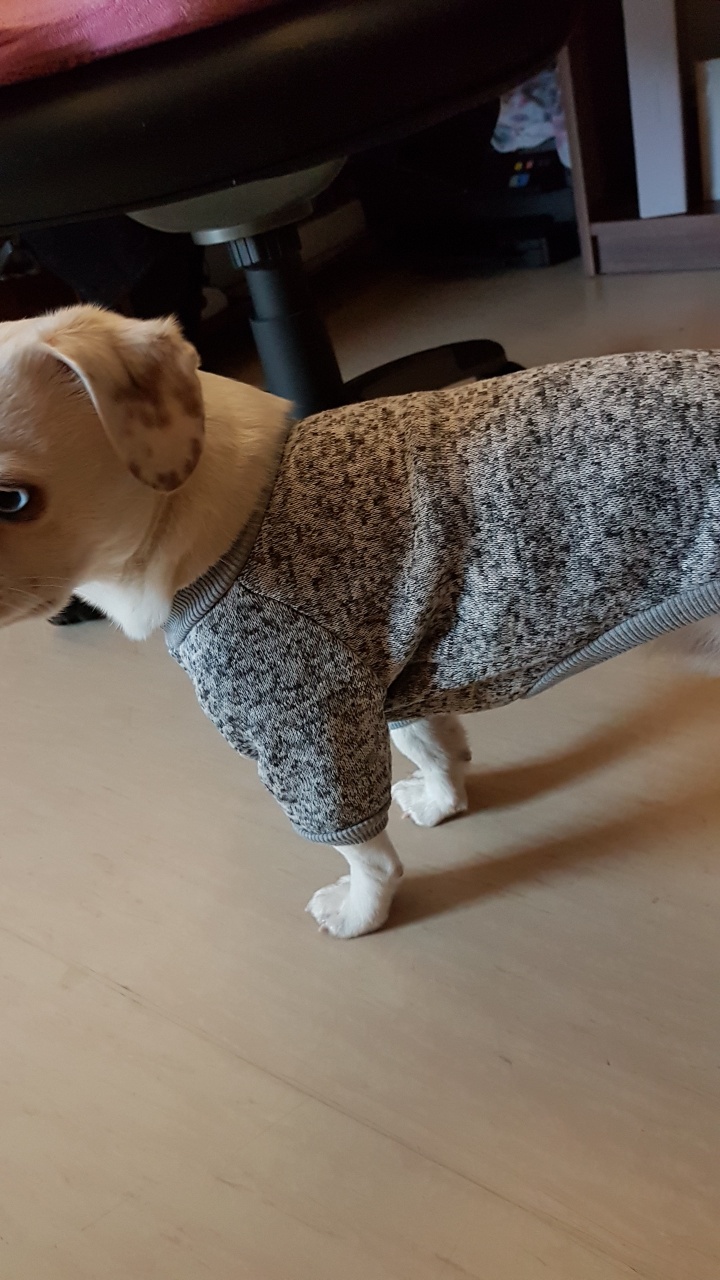 hund drückt hinterteil an mich