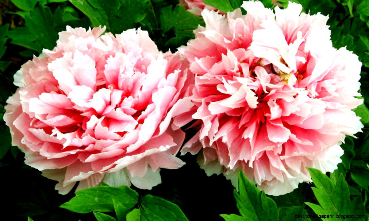 Best Flowers Wallpaper Peony Flower 549309 Flowers