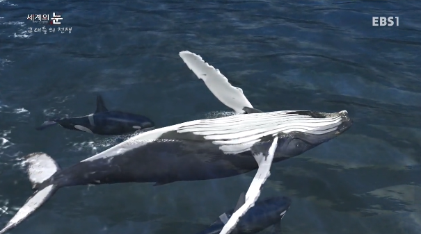 범고래 Vs혹등고래 | 인스티즈
