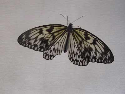 wystawa żywych motyli, kraków