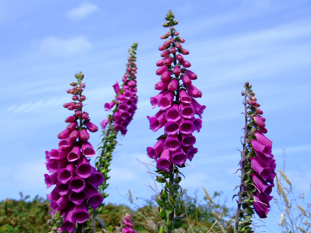 foxgloves.jpg