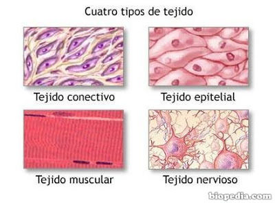 tipos de tejidos