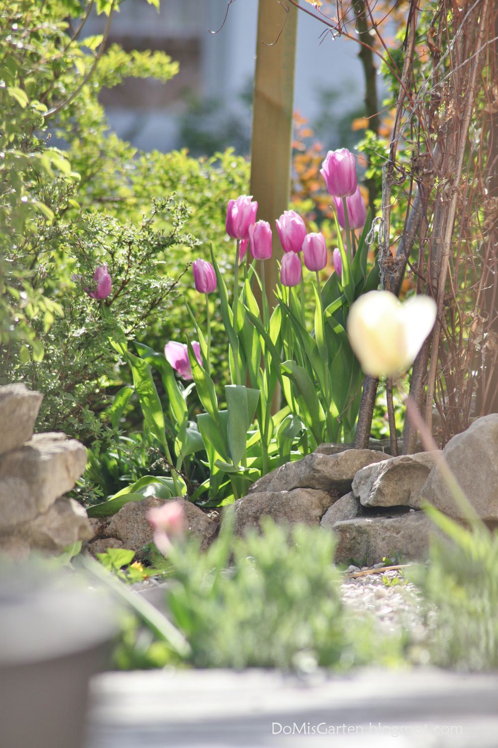 Do|Mi|s Garten: Querbeet durch den Frühlingsgarten